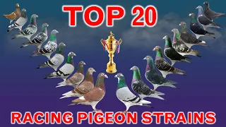 Top 20 Best Racing Pigeon Strains in the World | Popular Racing Pigeon Bloodlines