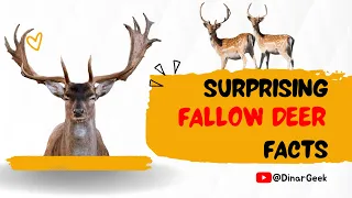 The Fallow Deer Animal Fun Facts File Video That Will Amaze You! #fallowdeer #dama
