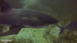 Diving South Australia Great White Sharks Whyalla Cuttlefish Seals