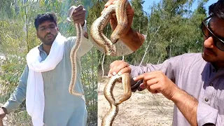 Non Venomous Sand Boa(do moen) Snake Hunting in the Forest