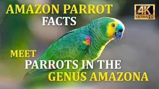 Amazon Parrot | Blue-Fronted Amazon | One Of The Most Beautiful Parrots In The World