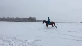 Донской Жеребец Листик