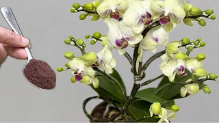 Just sprinkle a little! Orchids immediately bloom all year round in this easy way