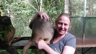 Tree Kangaroo Rescue and Conservation Centre