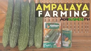 Ampalaya Farming: How to Grow Ampalaya or Bittergourd - High Yield, High Income