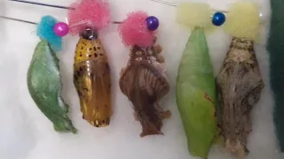 Бабочкарий Флай-Флай..Выращивание бабочек в домашних условиях.