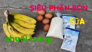 cách ủ phân hữu cơ chuối trứng sữa, rất đơn giản rẻ tiền, tốt cho mọi loại cây.