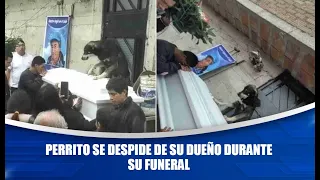 Perro se despide de su dueño en su funeral