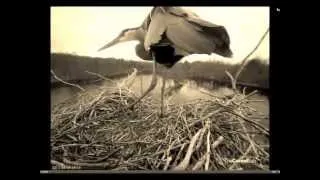 Great Blue Herons -- Sounds and Images of Spring