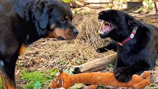 Panther Luna doesn't want to share her toy. 👿/ Leopard and Rottweiler relationship 🙈