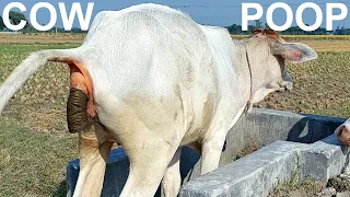 Cow Potty On A Beautiful Day | How Way Cow Defecate On Rosulpur Field, Cow Poop Sunny Day