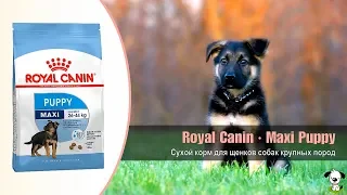 Сухой корм для щенков собак крупных пород от 2 до 15 месяцев · Royal Canin Maxi Puppy
