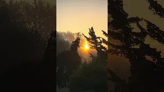 Sun rays through the Fog - dogs in tree