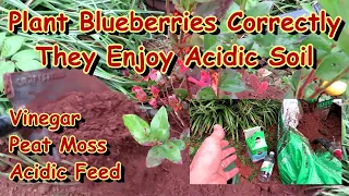 How to Fall Plant & Save Struggling Blueberry Bushes: 3 Ways to Increase Soil Acidity & Fertilizing