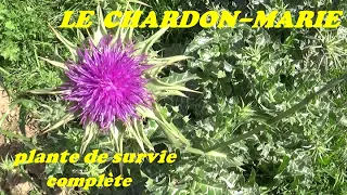 LE CHARDON-MARIE, plante de survie complète