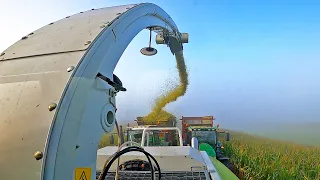 Mais Silage 2023 | Cab View | Claas Jaguar 850 | Schimmel Overberg