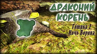 ДРАКОНИЙ КОРЕНЬ. Где найти / Готика 2 Ночь Ворона  Гайд