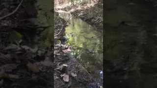 Cottonmouth swimming to me