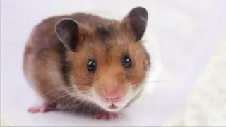 10 Facts About Hamsters