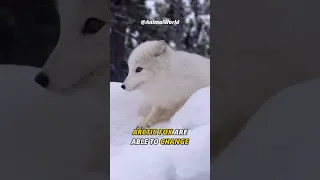 This Fox can Change Color | Arctic Fox .