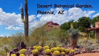 Desert Botanical Garden in Phoenix, Arizona