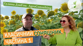 Технологія вирощування класичного соняшника. Ярослав Бай, досвід і результати