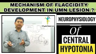 NEUROPHYSIOLOGY OF CENTRAL HYPOTONIA (FLACCIDITY DUE TO UMN LESION!!)