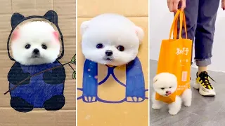 Tik Tok Chó Phốc Sóc Mini 😍 Funny and Cute Pomeranian #388