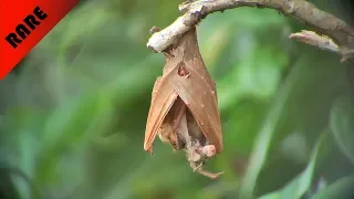 BORNEAN HORSESHOE BAT | CHILDBIRTH | MAMMALS OF BORNEO | RELAXING MUSIC | NATURAL SOUND | SANDAKAN