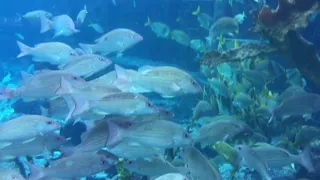 Atlantis Aquarium, the Dig Tour - Part 1 - Wonderful & Free!