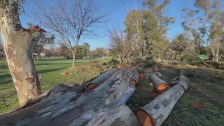 California Storm Aftermath | Decades-old trees fall down in Sacramento's Land Park