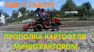 ПРОПОЛКА КАРТОФЕЛЯ МИНИТРАКТОРОМ, ЕЖИ В РАБОТЕ