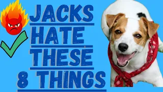 8 Things Jack Russell Terriers Absolutely Hate!