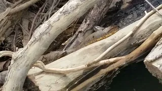 Snake at Rio