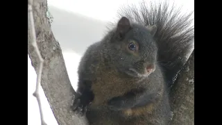 Écureuil / Squirrel