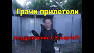 Поздравление с 8 марта!История о грачах./Congratulations on March 8!The story of the rooks.