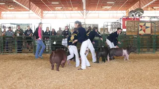 FFA GRAND CHAMPION MARKET HOG 2019