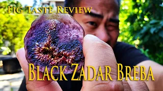 Fig review: Black Zadar Breba Fig grown in ground