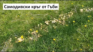 Самодивски кръг от Гъби