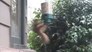 Twirl a Squirrel - You Spin Me Right Round