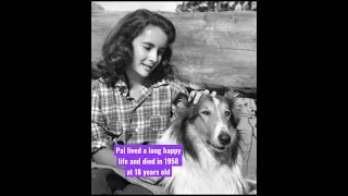 Lassie Come Home 1943 movie with Liz Taylor and Pal #shorts #elizabethtaylor #lassie