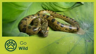 Anaconda - Silent Killer | Go Wild
