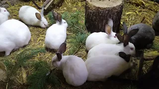 кормим кроликов зеленью ЗИМОЙ