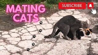Cats mating    Group cats mating on the street  Successfully Mating Cats Hard  Male cat mating call