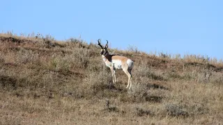 DIY Wyoming Antelope Hunt Public Land Easy Draw unit revealed