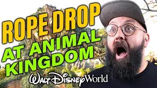 I ABSOLUTELY LOVE Disney Animal Kingdom Rope Drops! (Here's Why)