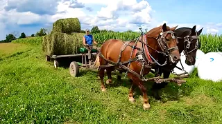 DRAFT HORSES: Raking Hay, Hauling Round Bales, & BREE'S TRAINING SESSION #517