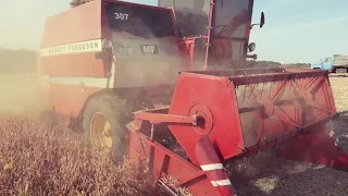 Комбайн Massey Ferguson 307💪 і посохла соя 2020🌾. Бруд, пил - все як потрібно🌪