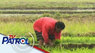 Agri groups iminungkahi ang ilang paraan para masolusyonan ang isyu ng bigas sa bansa | TV Patrol