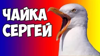 Зоология с ютубером!!! Чайка Сергей...